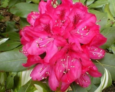 Рододендрон "Америка"