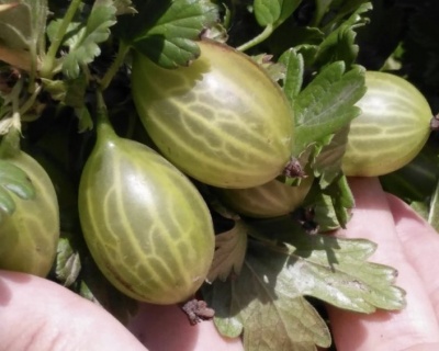 Крыжовник "Зеленый Дождь"