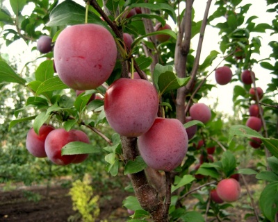 Слива колоновидная «Империал»