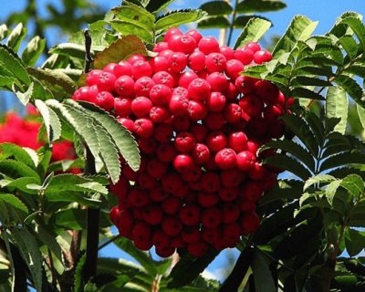 Рябина садовая "Алая Крупная"