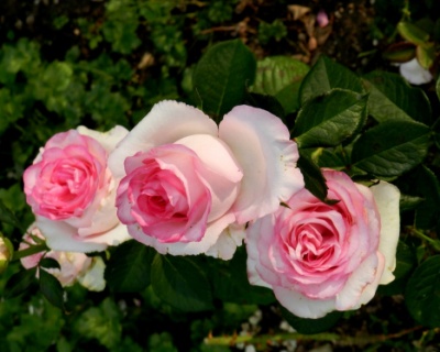 Роза Чайно-Гибридная «Дольче Вита» 