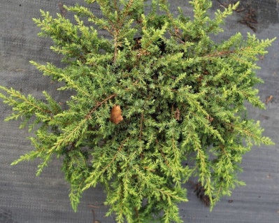 Можжевельник обыкновенный "Гринмантл"