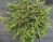 Можжевельник обыкновенный "Гринмантл"