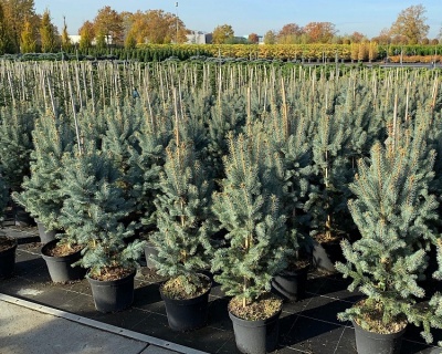 Ель колючая "Ольденбург"