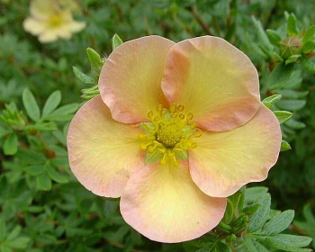 Лапчатка "Дейдаун" (Daydawn)