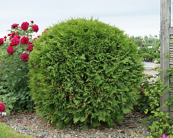 Туя западная "Вудварди"