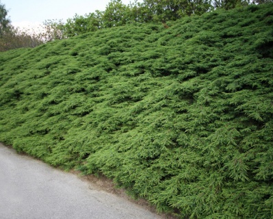 Можжевельник обыкновенный "Репанда"