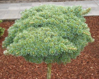 Пихта корейская "Блауэр Эскимо" (штамбовая форма)