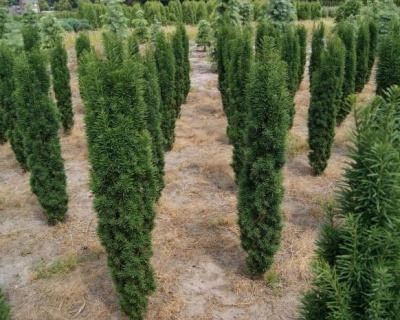 Тис ягодный "Фастигиата Робуста"