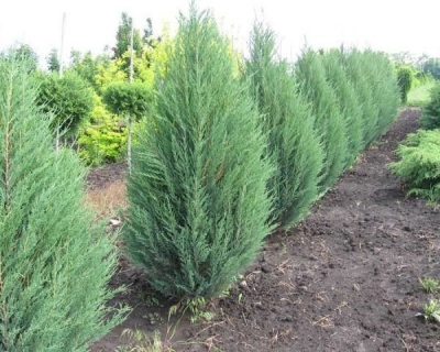 Можжевельник Китайский "Монарх"