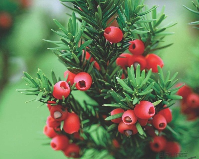 Тис средний "Хикси"