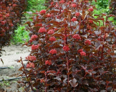 Пузыреплодник "Ред Барон" (Red Baron)