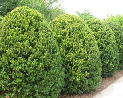 Тис средний "Хикси"