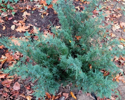 Можжевельник средний "Пфитцериана Глаука"