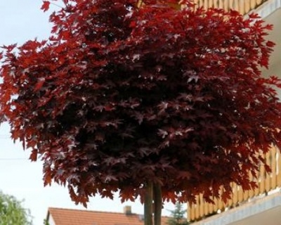 Клен остролистный "Пурпл Глоуб" (штамбовая форма)