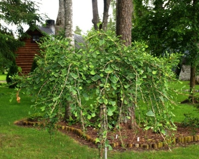 Гинкго билоба "Пендула" (штамбовая форма)