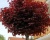 Клен остролистный "Пурпл Глоуб" (штамбовая форма)