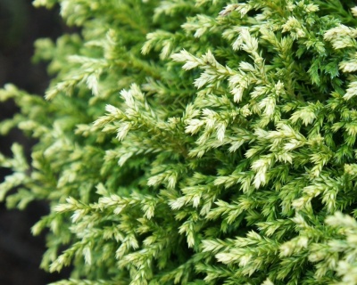 Кипарисовик Горохоплодный "Плюмоза"