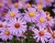Астра кустарниковая "Антон Киппенберг"