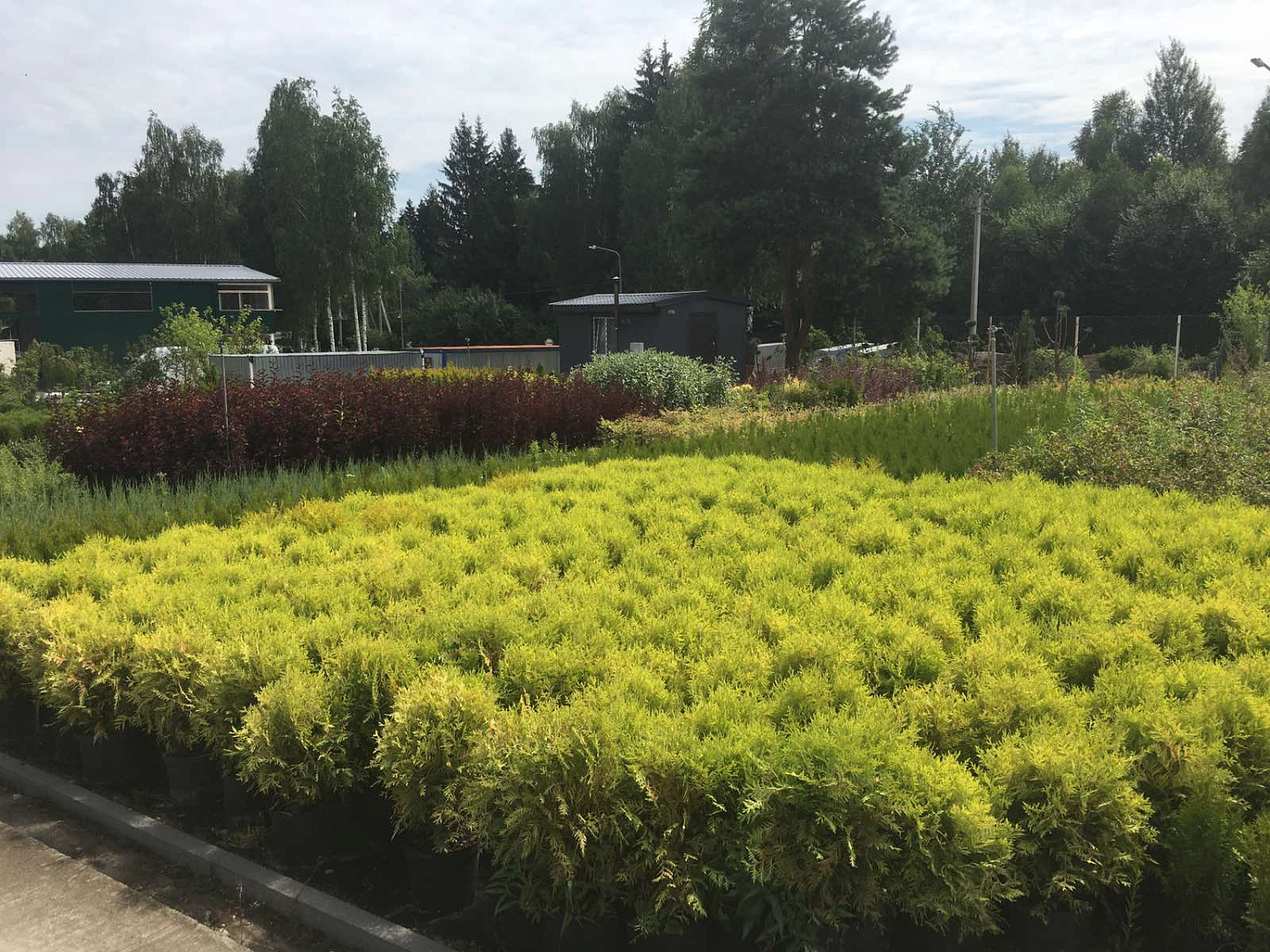 Питомник "ZelenSad"