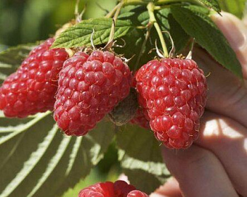 Малина "Исполин"