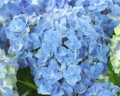 Гортензия крупнолистная "Эвер Блю" (Ever Blue)