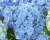 Гортензия крупнолистная "Эвер Блю" (Ever Blue)