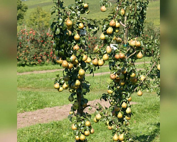 Груша колоновидная "Павловская"