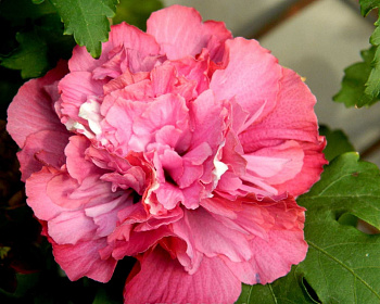 Гибискус «Дюк де Брабант»