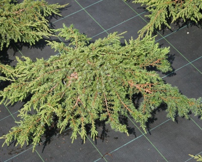 Можжевельник обыкновенный "Репанда"