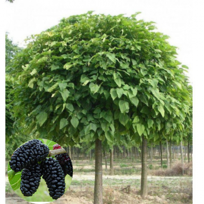 Шелковица штамбовая (шаровидная) "Смуглянка"