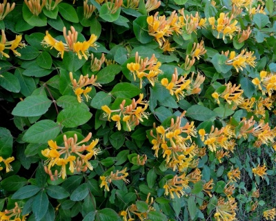 Жимолость "Тельмана"(P-9)