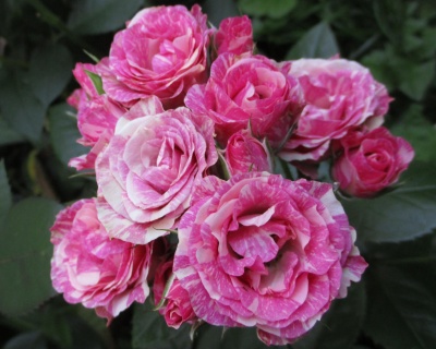 Спрей-роза «Пинк Флеш» 