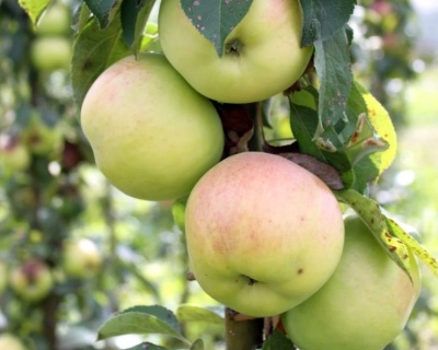 Яблоня колоновидная "Янтарное ожерелье"