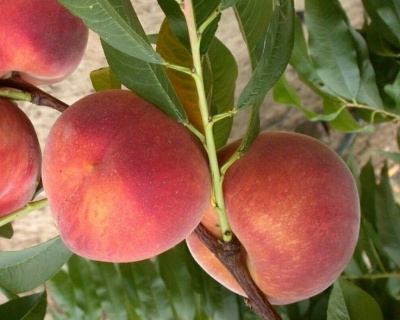 Персик колоновидный "Юбилей столицы"