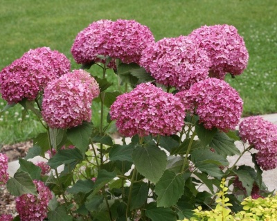 Гортензия древовидная "Пинк Анабель"  (Pink Annabelle)