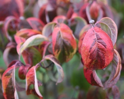 Дерен красный "Вариегата" (Variegata)