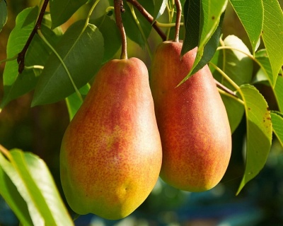 Груша колоновидная "Декора"