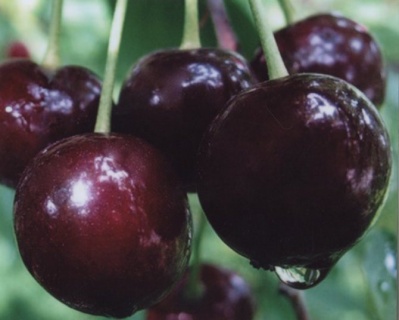 Вишня "Шоколадница"