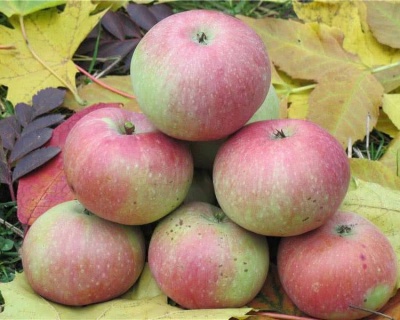 Яблоня "Медуница"