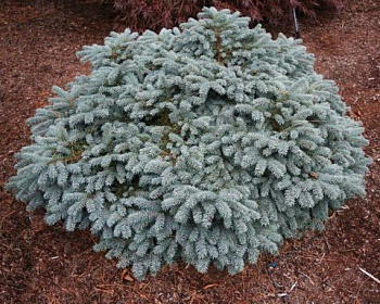 Ель колючая "Вальдбрун"