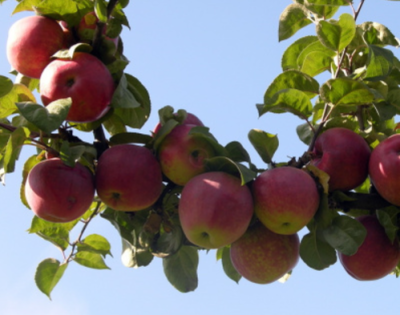 Яблоня "Подарок Садоводам"