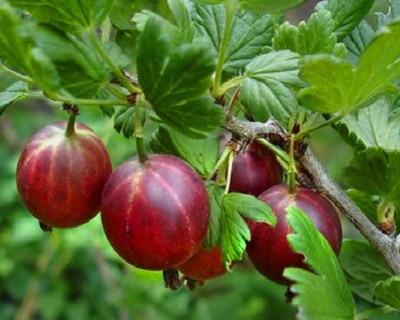 Крыжовник "Камчатский Красный"