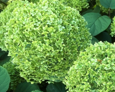 Гортензия древовидная "Лайм Рики" (Lime Rickey)