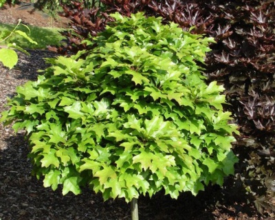 Дуб болотный "Грин Дварф"