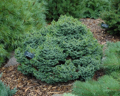 Ель сербская "Пимоко"