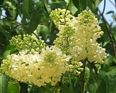 Сирень "Примроуз"