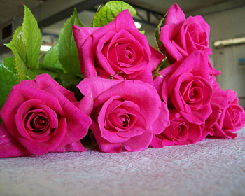 Роза Чайно-Гибридная «Шакира» 