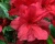 Азалия крупноцветковая "Долоросо"