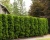 Туя западная "Колумна"